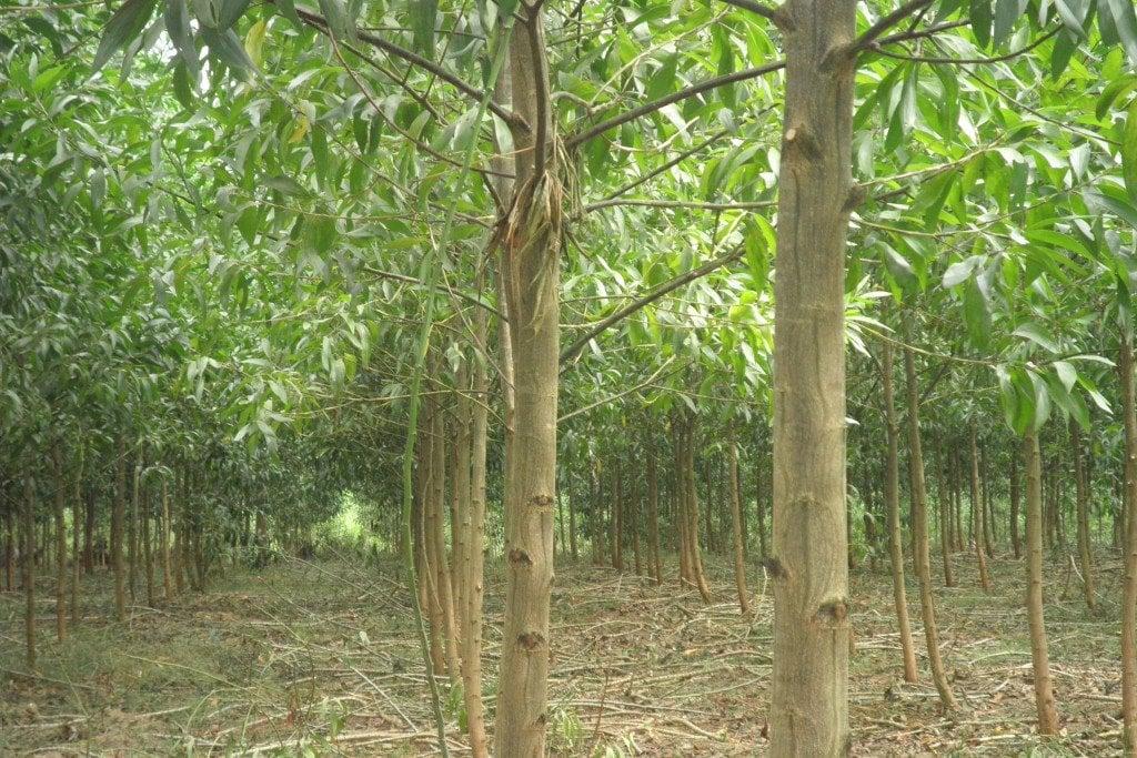Gỗ keo ở một số vùng miền của Việt Nam còn gọi là gỗ tràm