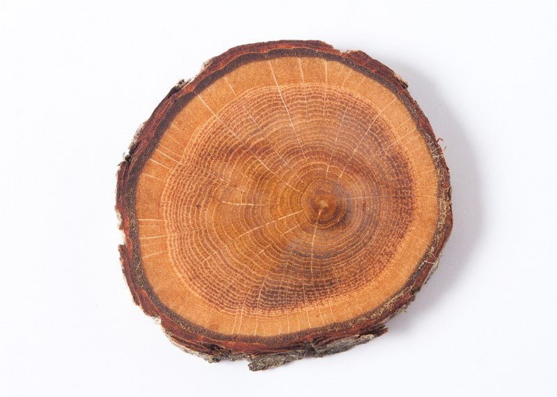 Gỗ sồi tự nhiên có tốt không? Cách nhận biết gỗ sồi tiêu chuẩn